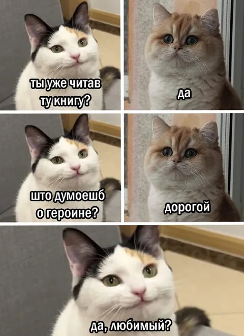 Кошки обсуждают книгу