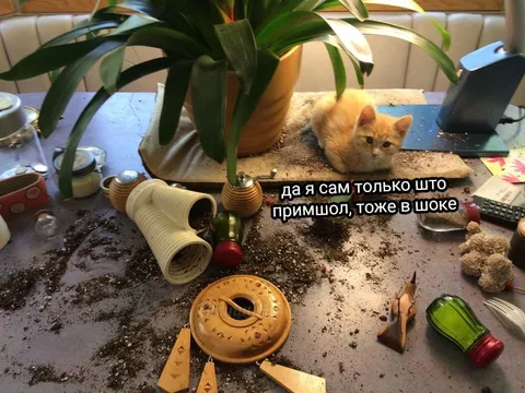Кот тоже в шоке