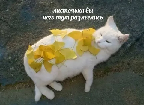 Кот в опавших листьях