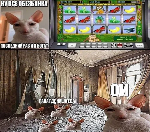 Кот проиграл последние деньги