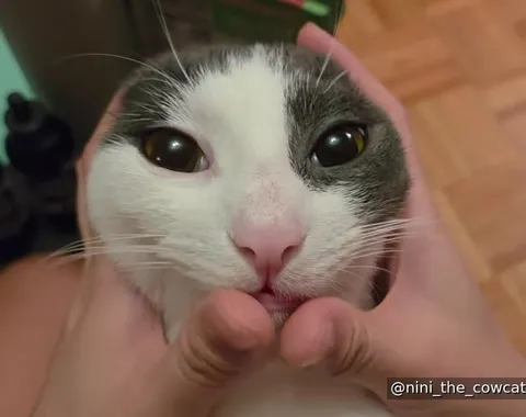 Кот с меняющейся мимикой