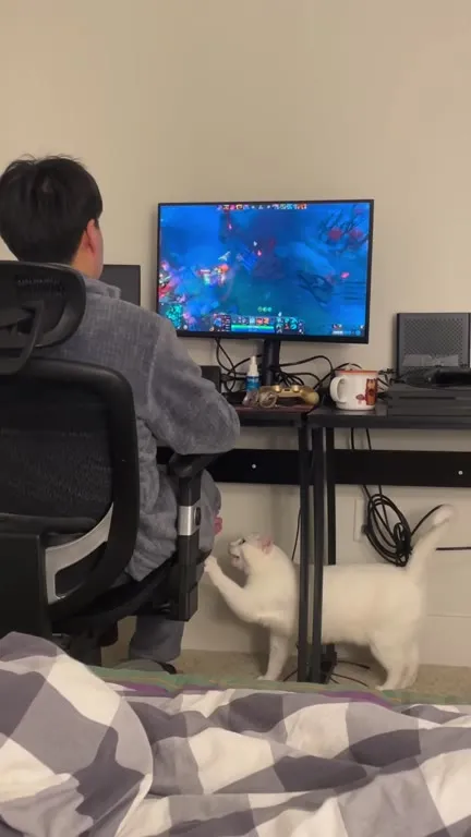 Кот мешает играть в Dota 2