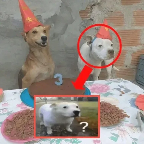 Третий лишний на празднике