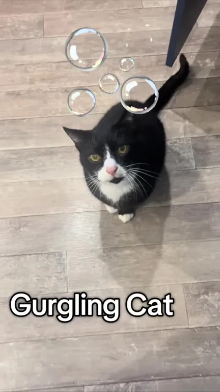 Gurgling Cat Meow