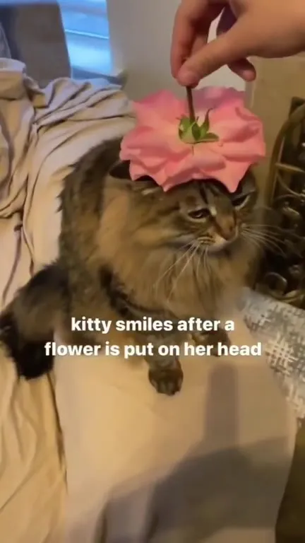 Kitty Smiles With a Flower