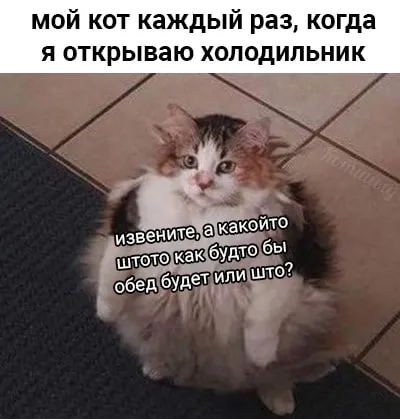 Кот ждёт обед у холодильника