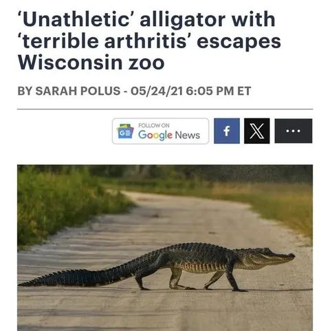 Unathletic Alligator Escapes Zoo