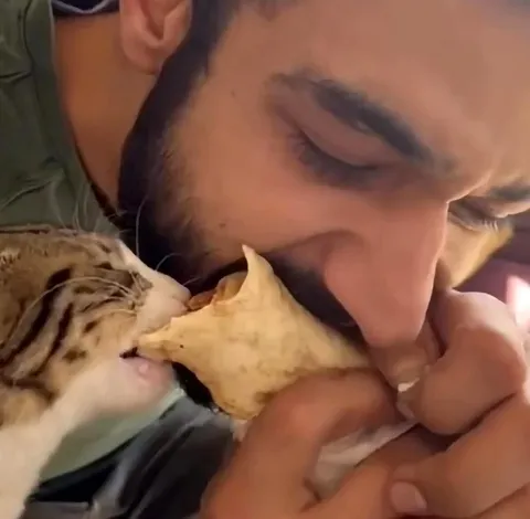 Нежный поцелуй с котом
