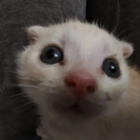 Белый кот крупным планом