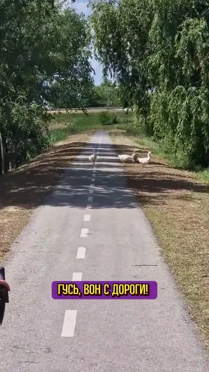 Гусь — хозяин дороги