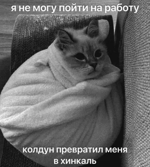 Кот в хинкали не хочет на работу