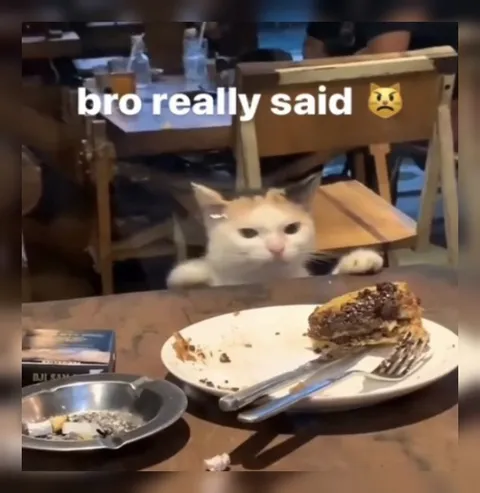 Bro Really Said Angry Cat