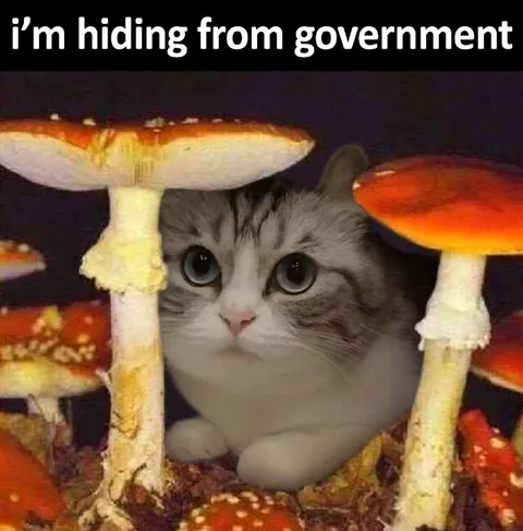 Cat Hiding From the Government