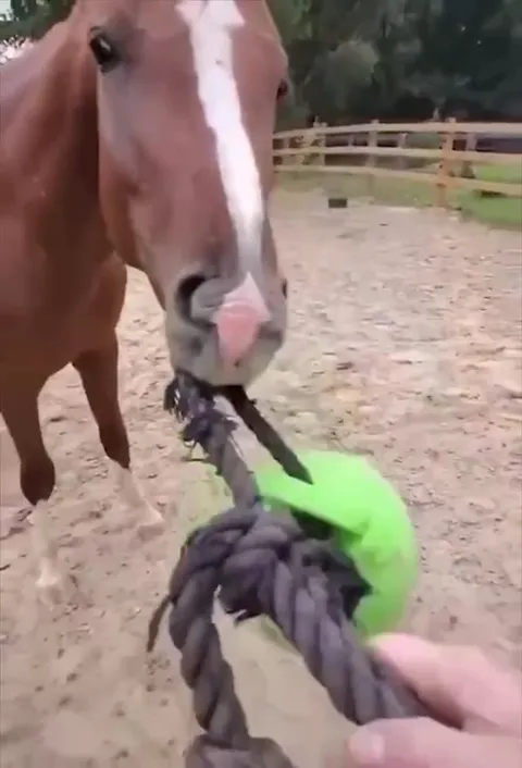 Horse Defeats the Executioner's Chariot