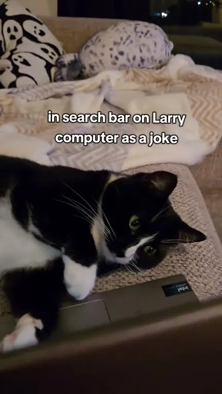 Cat Search Goes Horribly Wrong