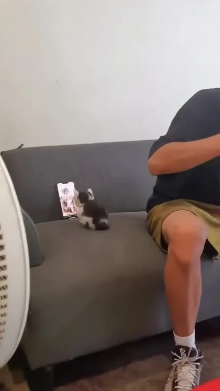 Котёнок смотрит видео с котом
