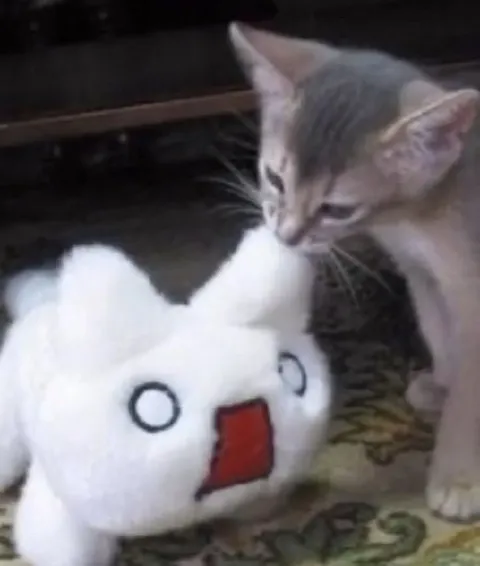 Кот изучает странную игрушку