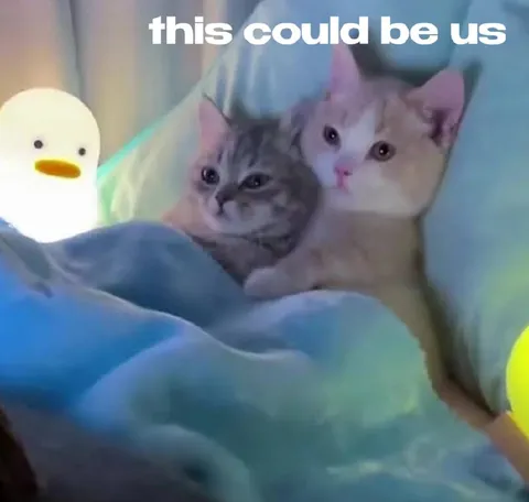 This Could Be Us Kittens