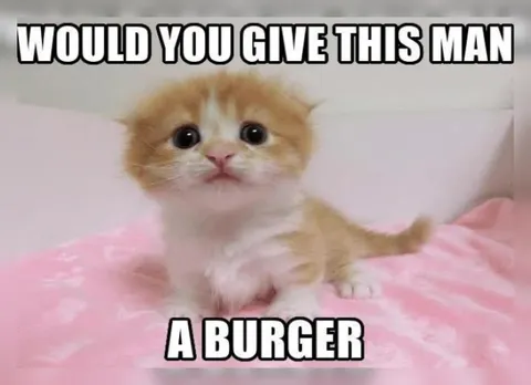 Would You Give This Kitten a Burger?