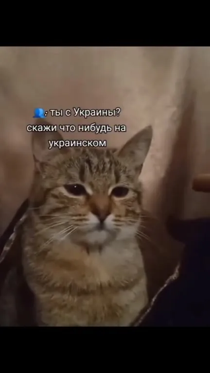 Кот говорит по-украински