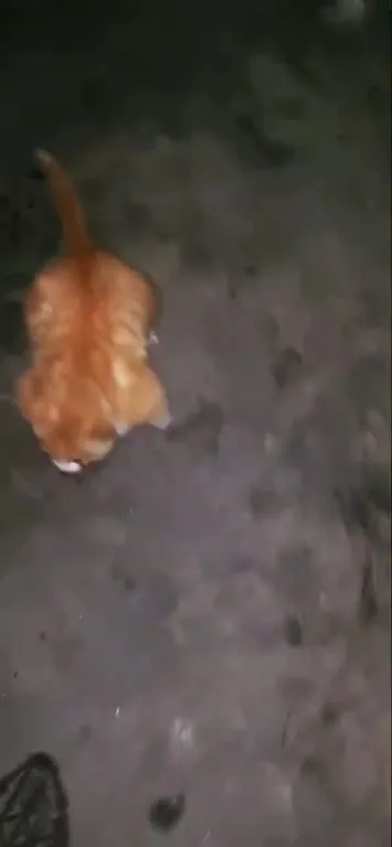 Рыжий кот идёт под Сахару