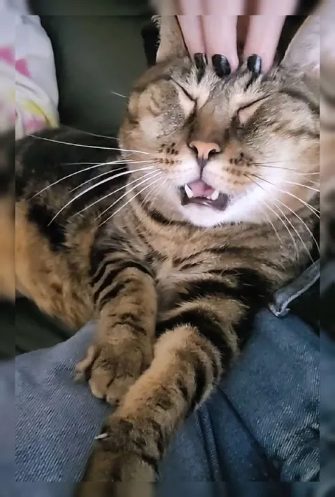 Кот смеётся от удовольствия