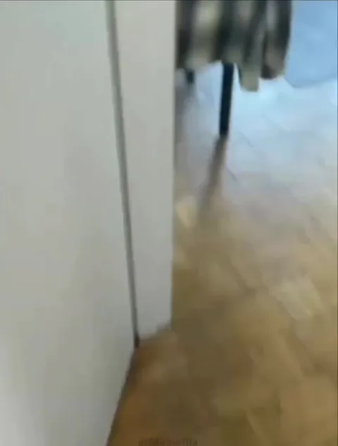Кот занял рабочее место