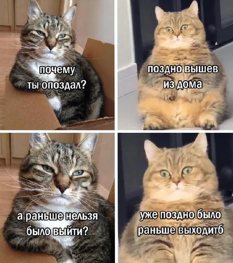 Коты спорят о времени выхода