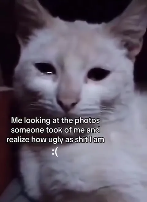 Crying Cat Hates Photos