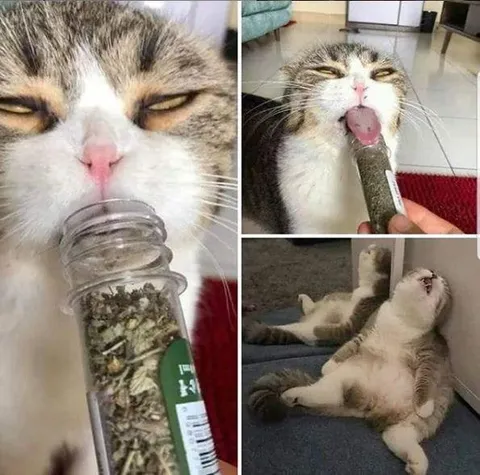 Кот под воздействием кошачьей мяты