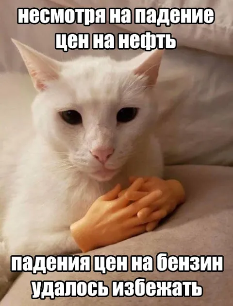 Кот избежал падения цен