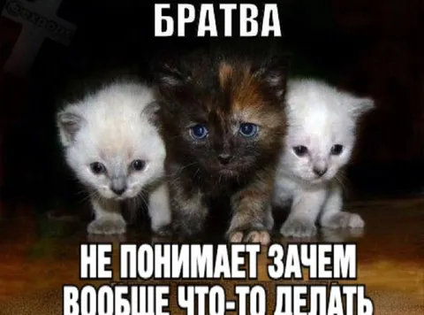 Братва не понимает зачем что-то делать