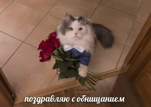Кот поздравляет с обнищанием