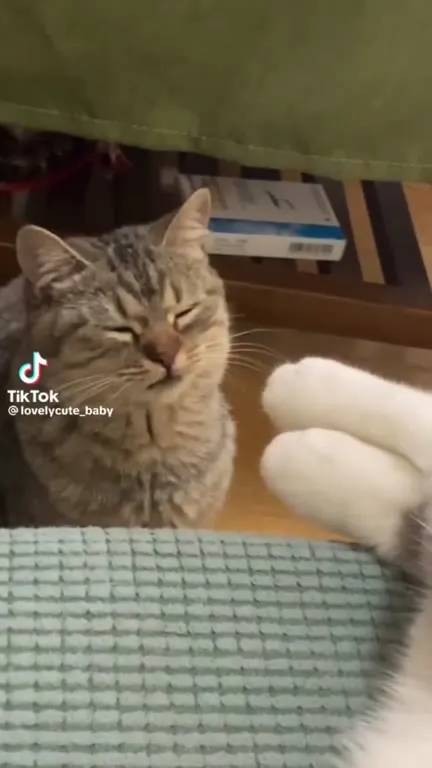 Кот терпит приставания лапы