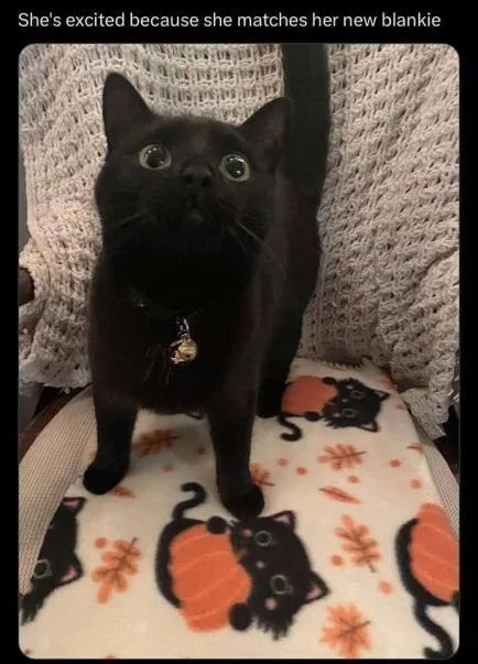 Cat Matches Her New Blanket