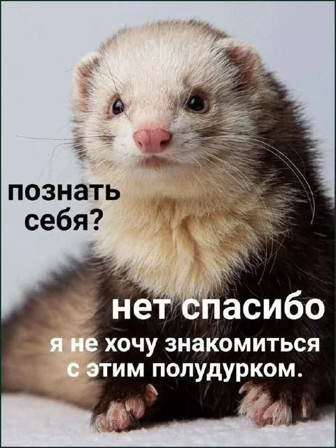 Хорёк не хочет познавать себя