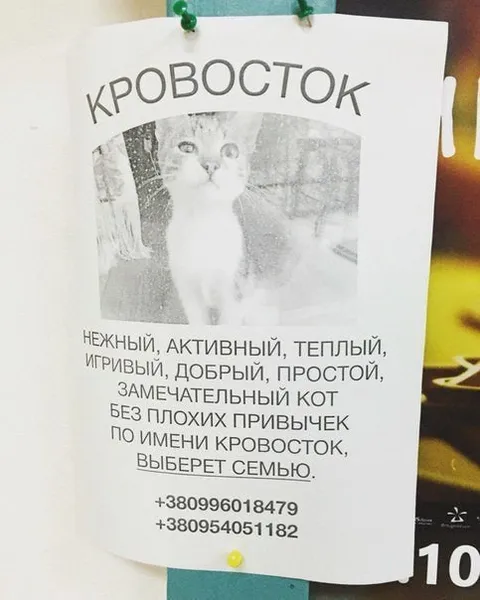 Кот Кровосток ищет семью