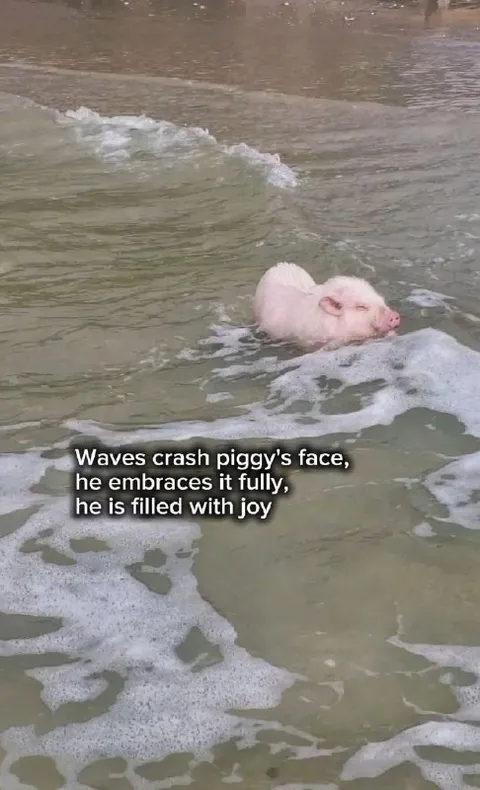 Piggy Embraces the Waves