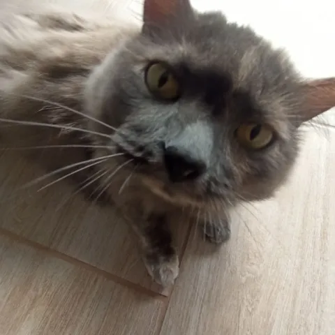 Кот смотрит в упор