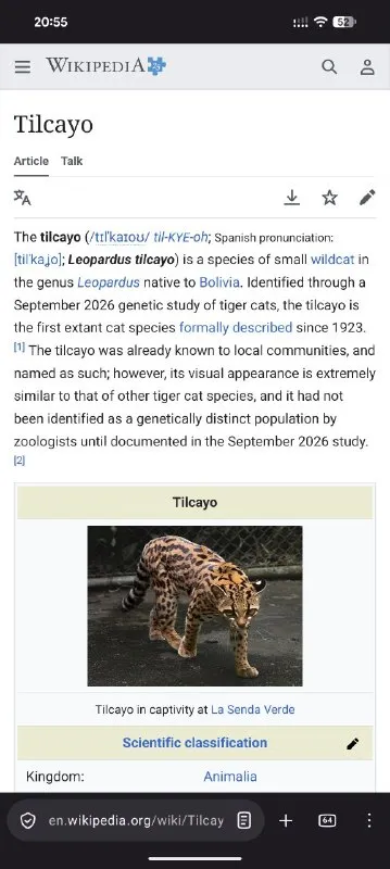 Tılcayo Wikipedia Article