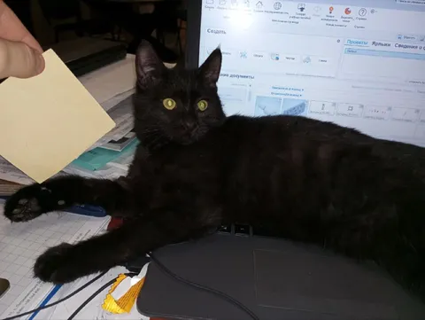 Кот блокирует рабочий стол