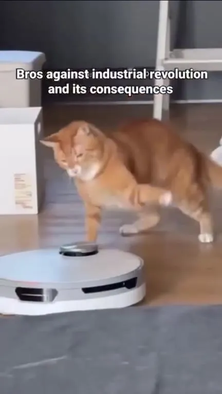 Cat Against the Robot Vacuum
