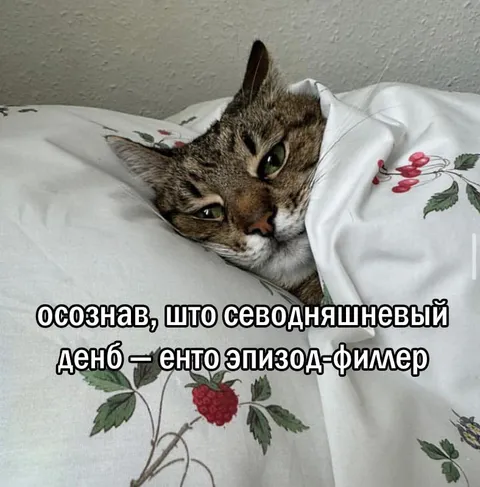 Кот осознал, что день — филлер