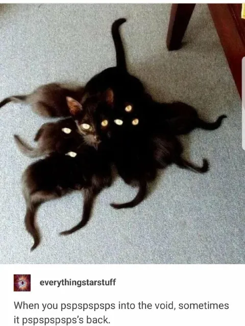 When Cats Answer the Void