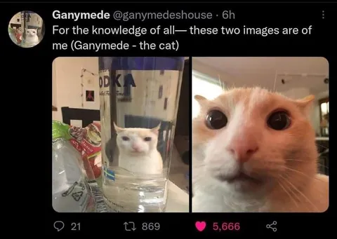 Ganymede the Cat in Two Forms