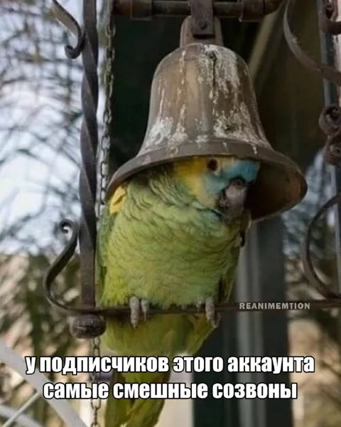 Самые смешные созвоны подписчиков