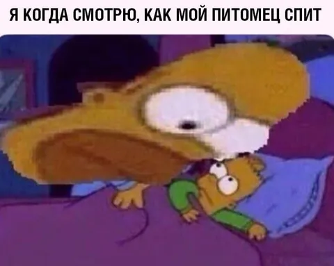 Когда питомец спит