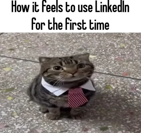 Cat Uses LinkedIn for the First Time