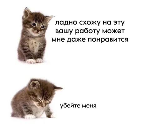 Котёнок пошёл на работу