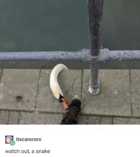 Watch Out, a Snake